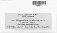 Phragmidium occidentale image